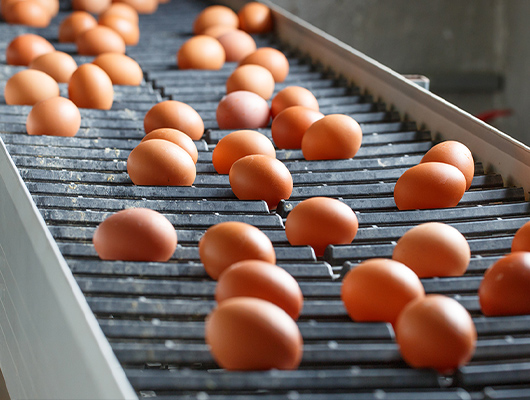 佐賀県・長崎県を中心とする直営農場と契約農場から毎日卵を入荷